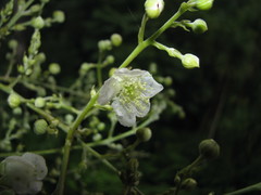Rubus fagifolius