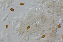 Psilocybe subaeruginosa