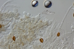 Psilocybe subaeruginosa