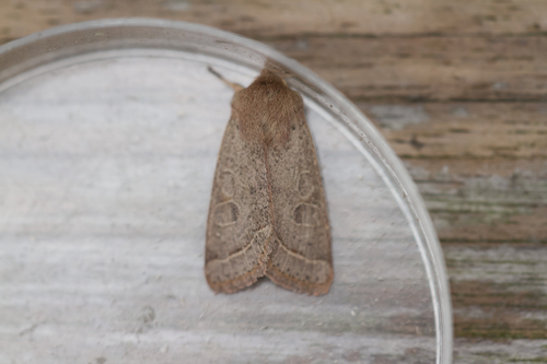 Common Quaker, 's-Gravenland, Capelle aan den IJssel, Nederland, photo 7 of 10