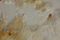 Psilocybe subaeruginosa