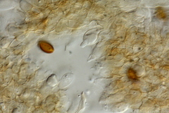 Psilocybe subaeruginosa