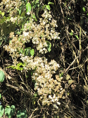Rubus fagifolius