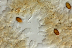 Psilocybe subaeruginosa