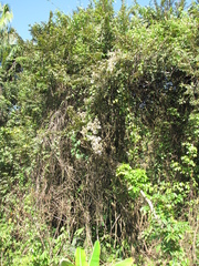 Rubus fagifolius