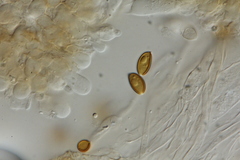 Psilocybe subaeruginosa