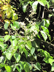 Rubus fagifolius