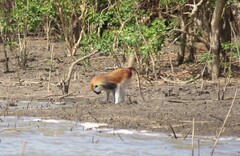 Heuglin's Patas Monkey photo 4