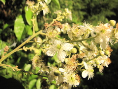 Rubus fagifolius