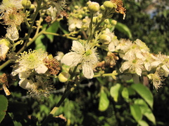 Rubus fagifolius