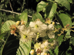 Rubus fagifolius