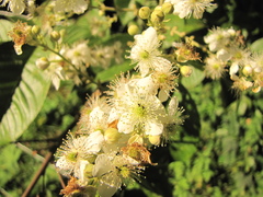 Rubus fagifolius