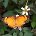 Mariposa Creciente Naranja de Borde Negro - Photo (c) Hinko Talsma, algunos derechos reservados (CC BY-NC), uploaded by Hinko Talsma
