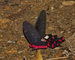 Byasa polyeuctes