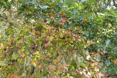 Viburnum ellipticum