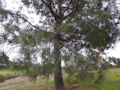 Pinus canariensis