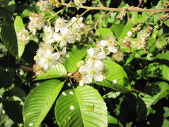 Rubus fagifolius