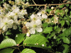 Rubus fagifolius