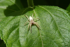 Arachosia praesignis