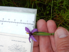 Sisyrinchium hitchcockii