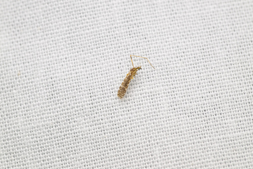Unknown species found near North Park, Chicago, IL, USA