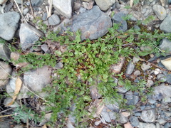 Convolvulus laciniatus