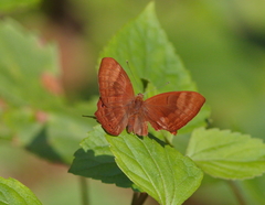 Abisara bifasciata