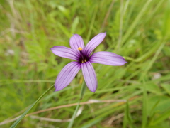 Sisyrinchium hitchcockii