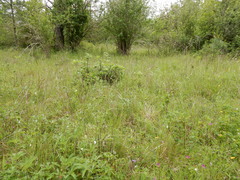 Sisyrinchium hitchcockii