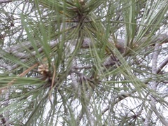 Pinus canariensis