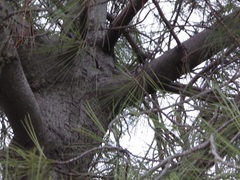 Pinus canariensis