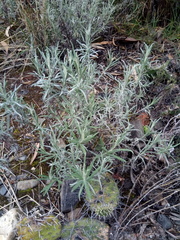 Achyrocline saturejoides