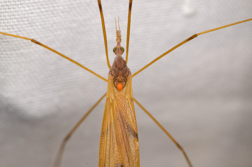 Unknown species found near LaBagh Woods, West Foster Avenue, N Cicero Ave, Chicago, IL 60630, USA
