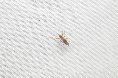 Unknown species found near LaBagh Woods, West Foster Avenue, N Cicero Ave, Chicago, IL 60630, USA