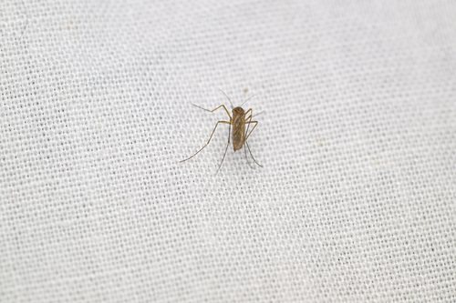 Unknown species found near LaBagh Woods, West Foster Avenue, N Cicero Ave, Chicago, IL 60630, USA