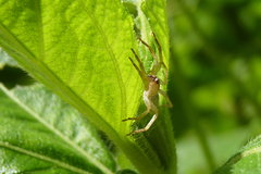 Arachosia praesignis