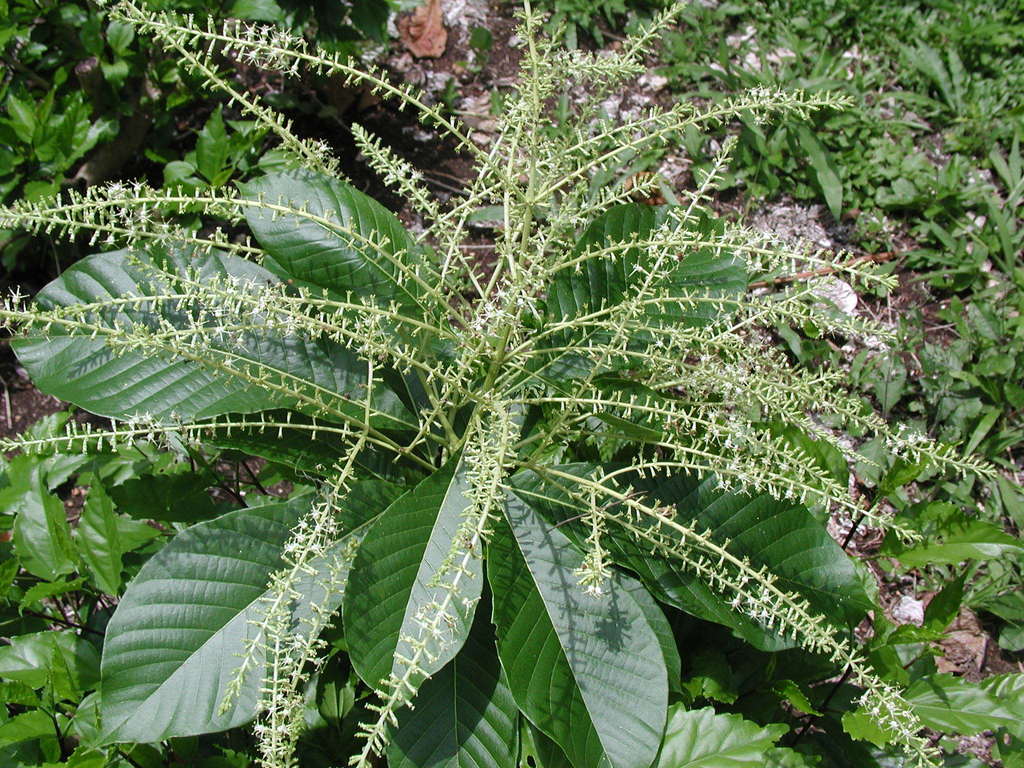 Alseis hondurensis