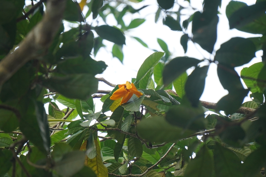 Gardenia tubifera (Gardenia tubifera)