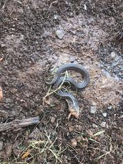 Thamnophis fulvus