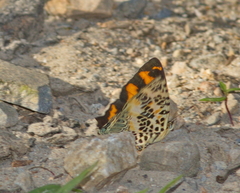 Symbrenthia hypselis