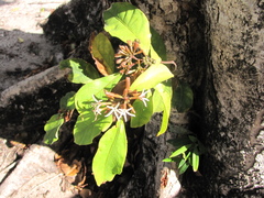 Appunia guatemalensis