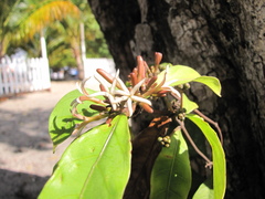 Appunia guatemalensis