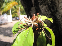 Appunia guatemalensis