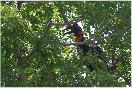 Abyssinian Ground-Hornbill
