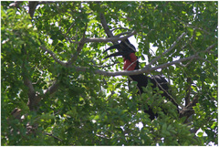 Bucorvus abyssinicus