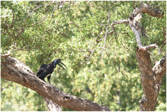 Bucorvus abyssinicus