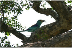 Coracias abyssinicus