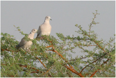 Streptopelia roseogrisea