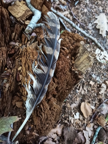 View observation of {o.common_name} on iNaturalist