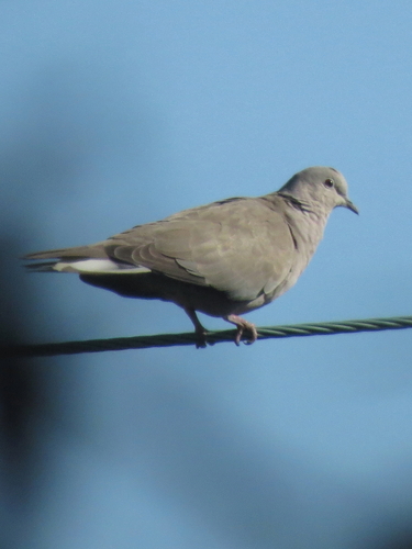 Tórtola turca (Streptopelia decaocto)